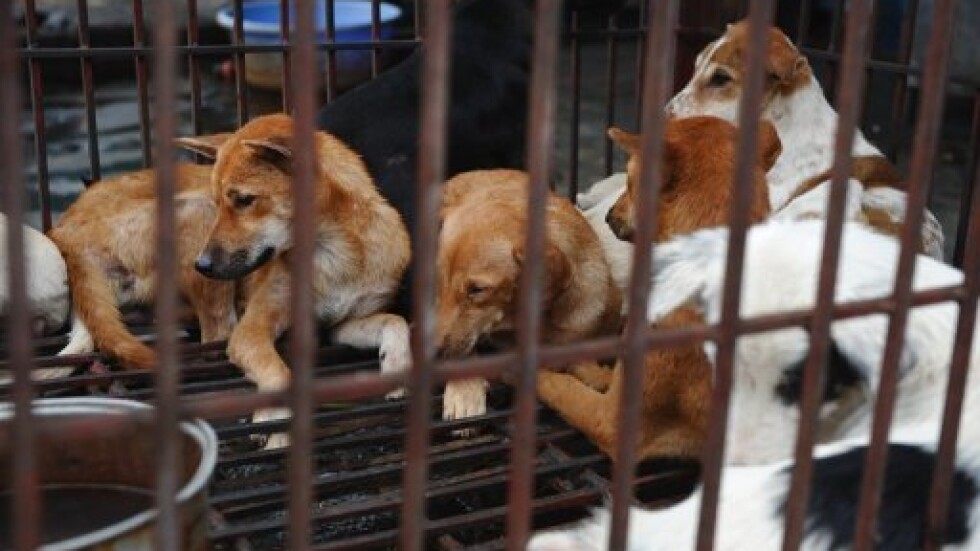 „Военна операция“ спаси десетки кучета и котки от китайска кланица