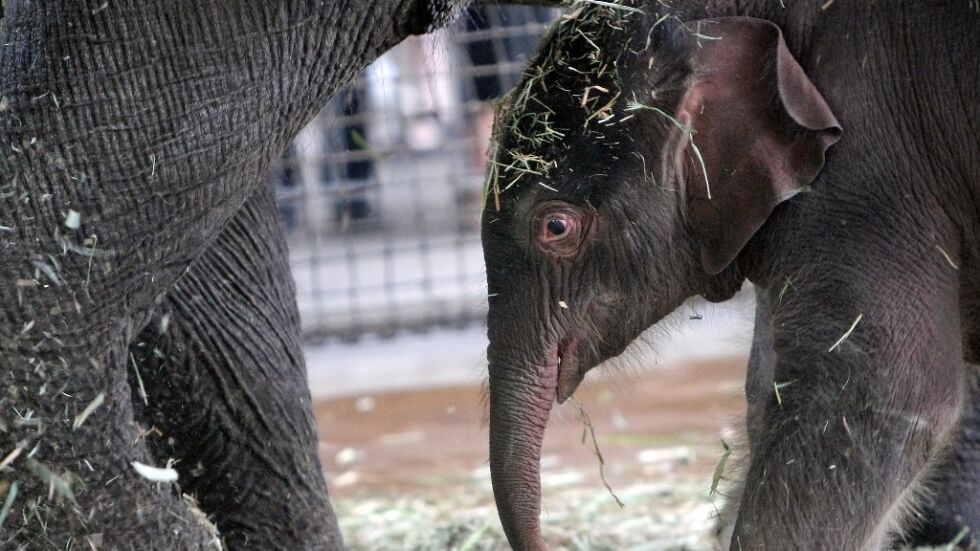 Нова звезда в зоопарка: Слончето Травис направи своя дебют пред публика