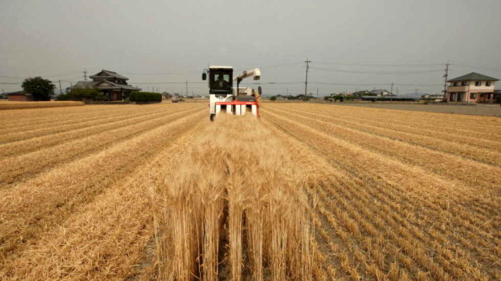 След като отново ще внасяме зърно от Украйна: Отпускат 63 млн. лева за производителите
