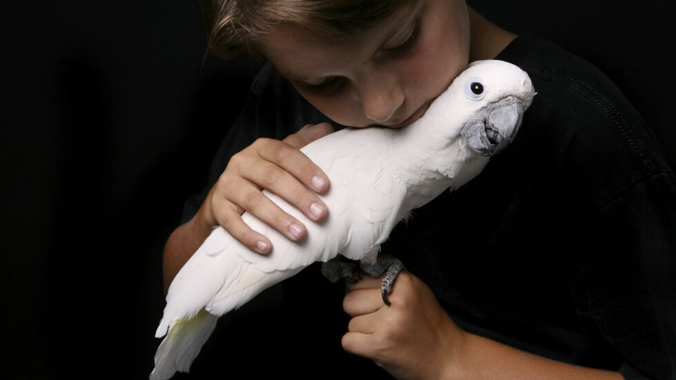 Какаду – най-преданият папагал