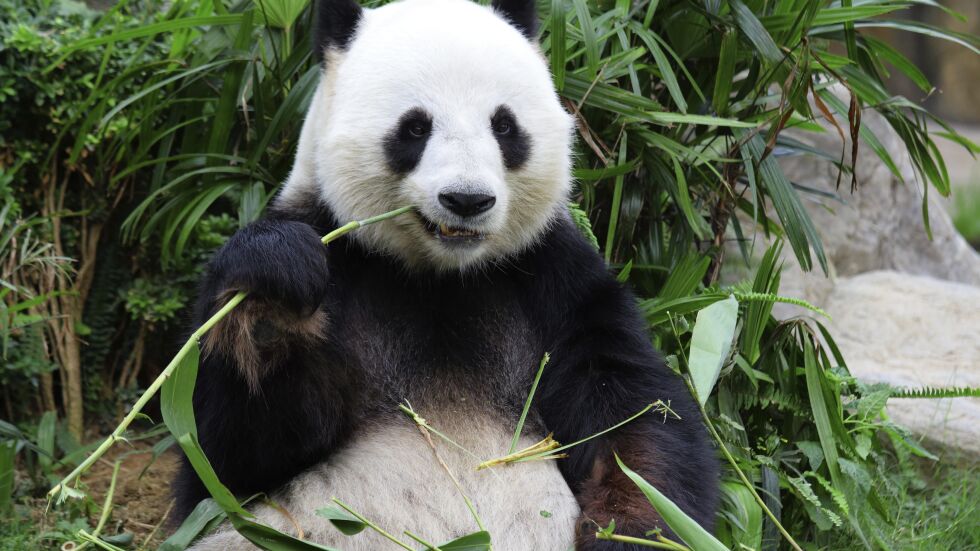 Уолонг – райската обител на пандите