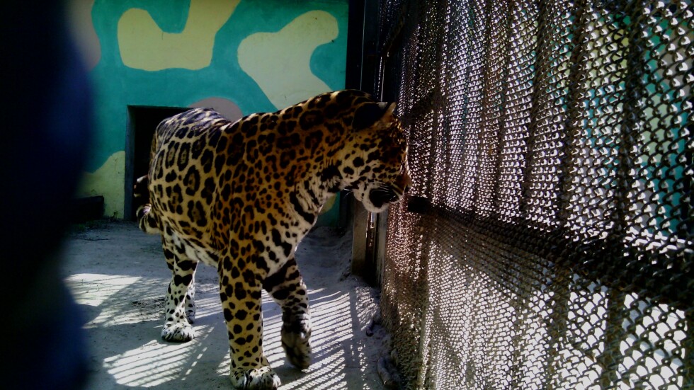 Зоопаркът, от който избяга ягуарът Алонсо, работи без лиценз