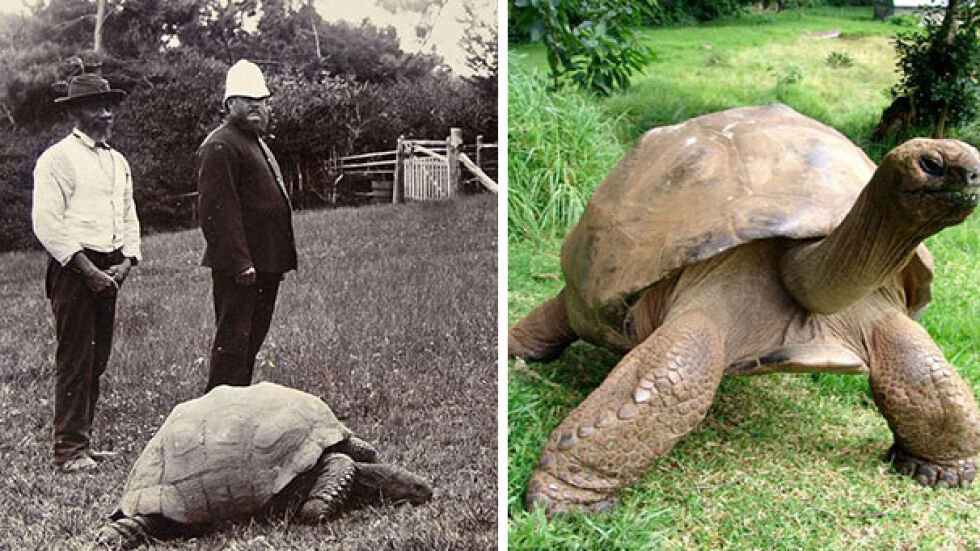 Джонатан костенурката – през 1902-а и днес