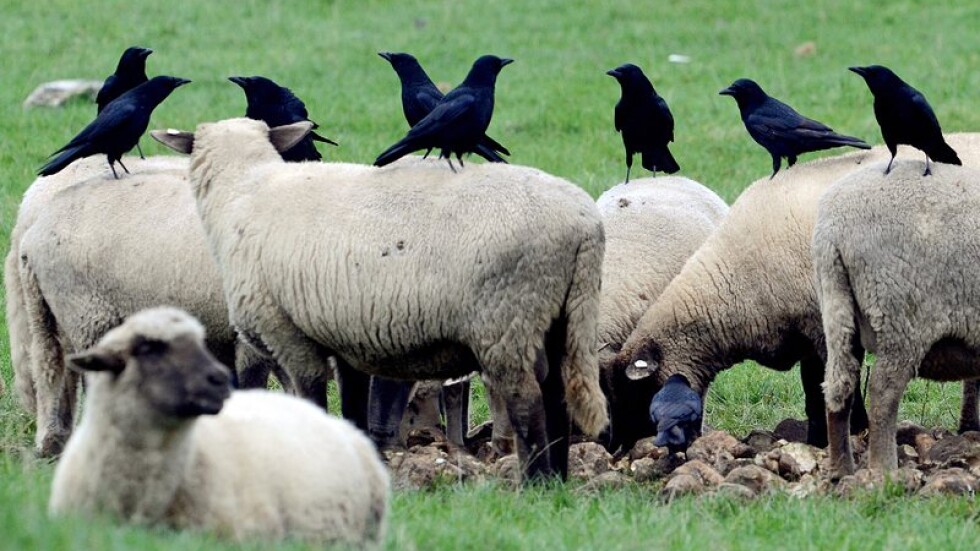 Фермер беше осъден след евтаназията на 226 овце