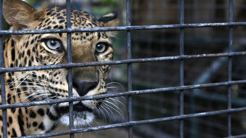 Леопард е избягал от зоопарка в Стара Загора