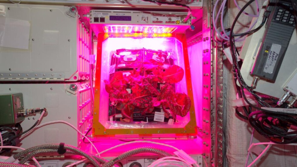 Днес астронавтите ще опитат първите зеленчуци, отгледани в Космоса