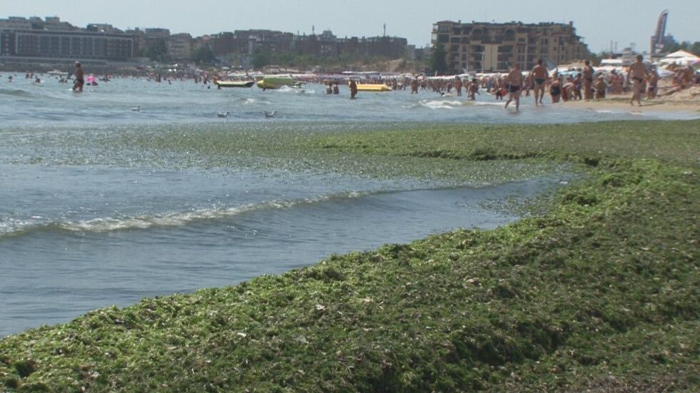 Миризма на фекалии на плажа в Слънчев бряг притеснява туристи