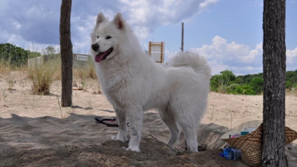 Ще има ли наказани за убийството на домашно куче на плажа във Варна