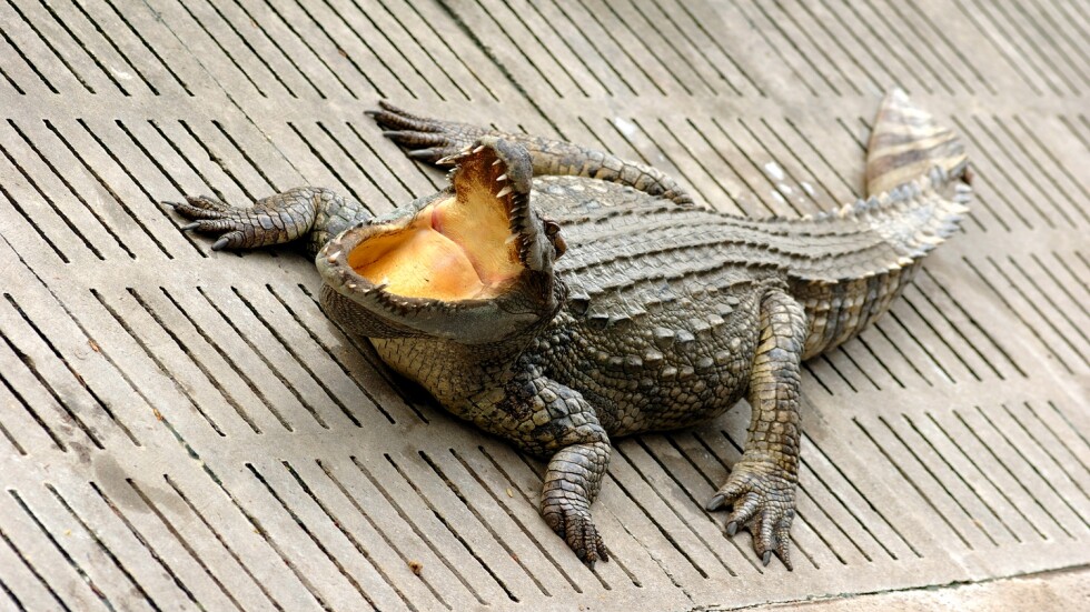 Тялото на изчезнал австралиец е открито в крокодил