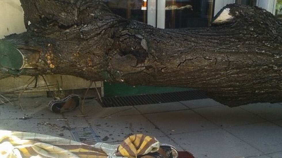 Дърво падна върху жена на бул. „Дондуков”