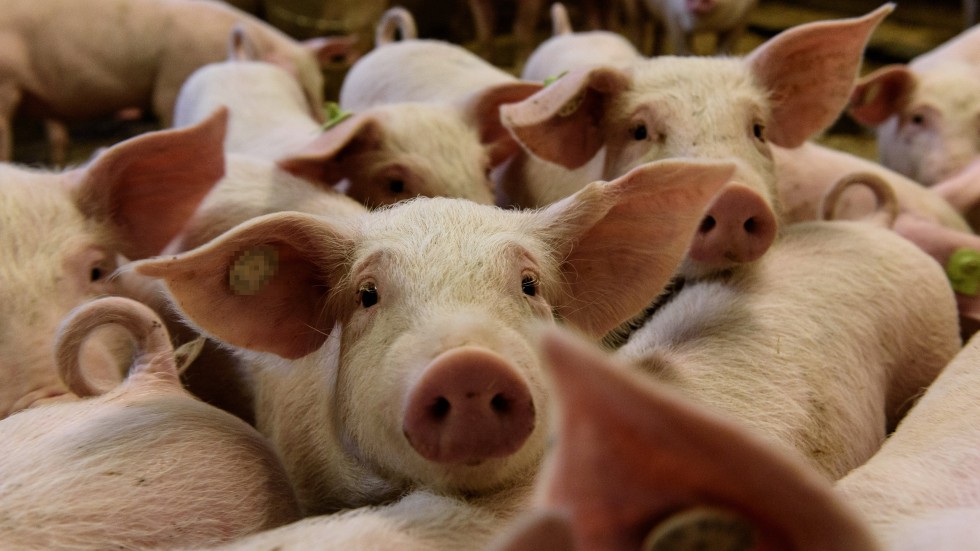 Две нови огнища на чума по свинете у нас