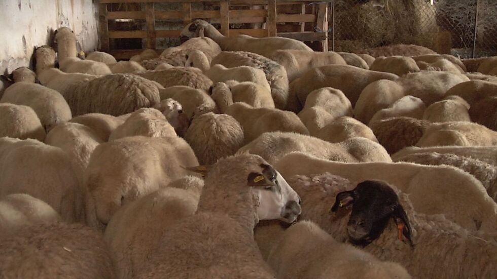 11 овце са починали във ферма в Болярово, където не бяха допуснати ветеринари