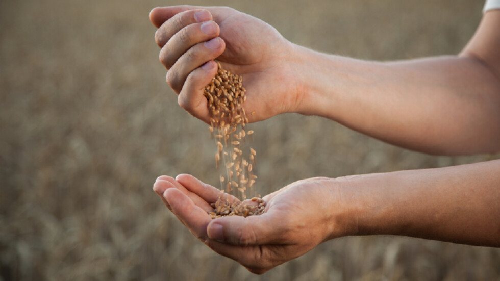 Пшеницата поскъпна заради климатичните аномалии