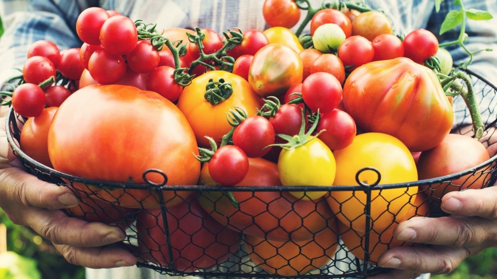 Хапваме ги цяло лято, но знаем ли какви ползи ни носят доматите?