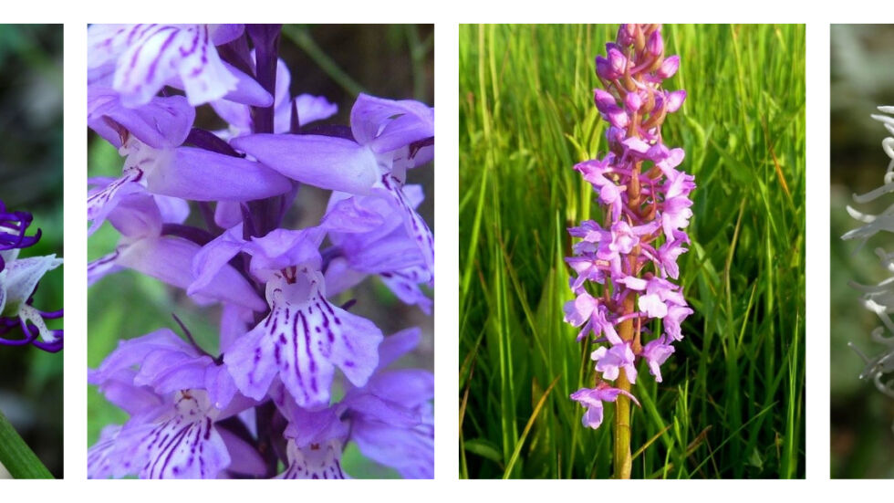 Фотопътуване: Къде цъфтят дивите орхидеи в България 