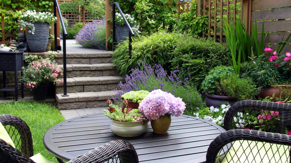 5 растения, които да отглеждате на двора или балкона, които прогонват комарите надалеч