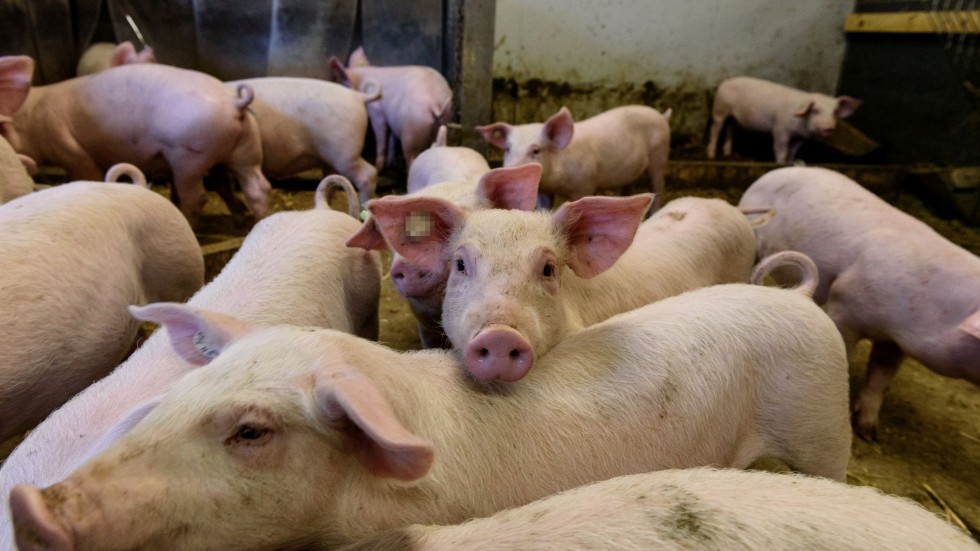 БАБХ установи случай на чума по свинете в Плевенско