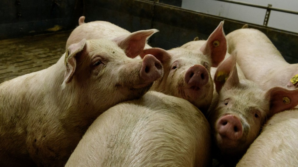 И в Плевенско обявиха бедствено положение заради чумата по свинете 