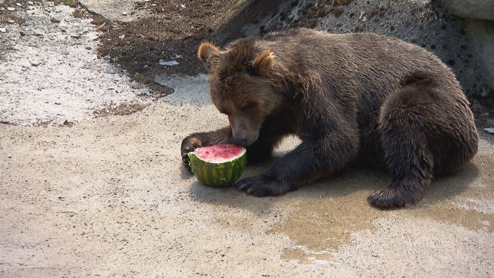 Кухнята на зоопарка: Плодове, зеленчуци и подправки са в менюто на животните