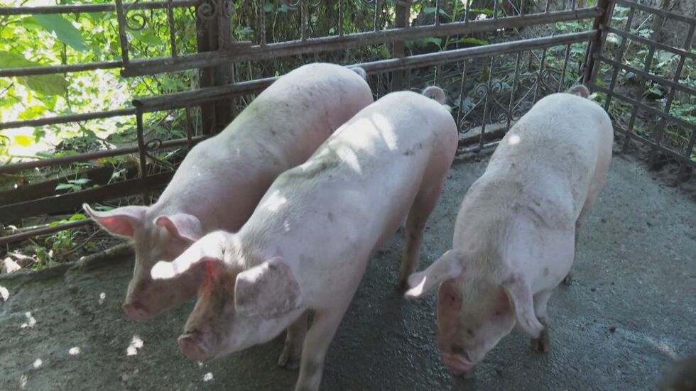 Собственици на прасета в Първомайско масово отказват да ги заколят