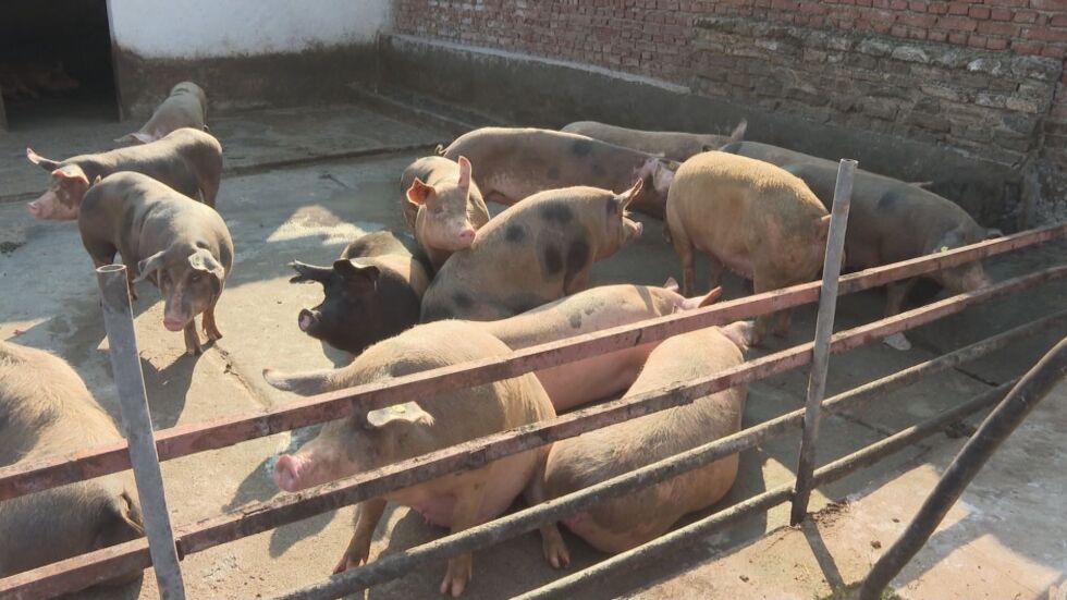 В Пловдивско доброволно са изклани почти всички прасета от "задния двор"