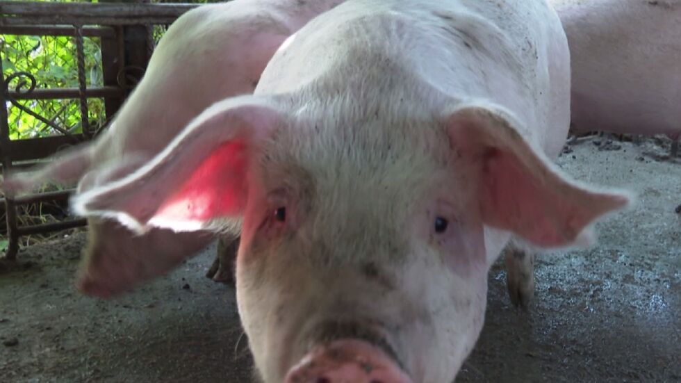 Продължава умъртвяването на свинете в засегнатия от чума комплекс в Шуменско
