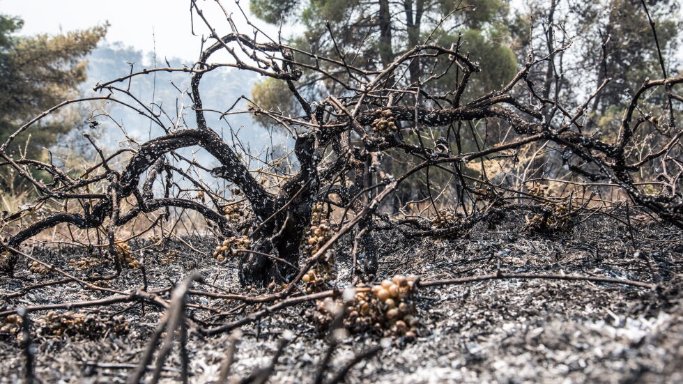Двама заподозрени за големия пожар на гръцкия остров Евбея
