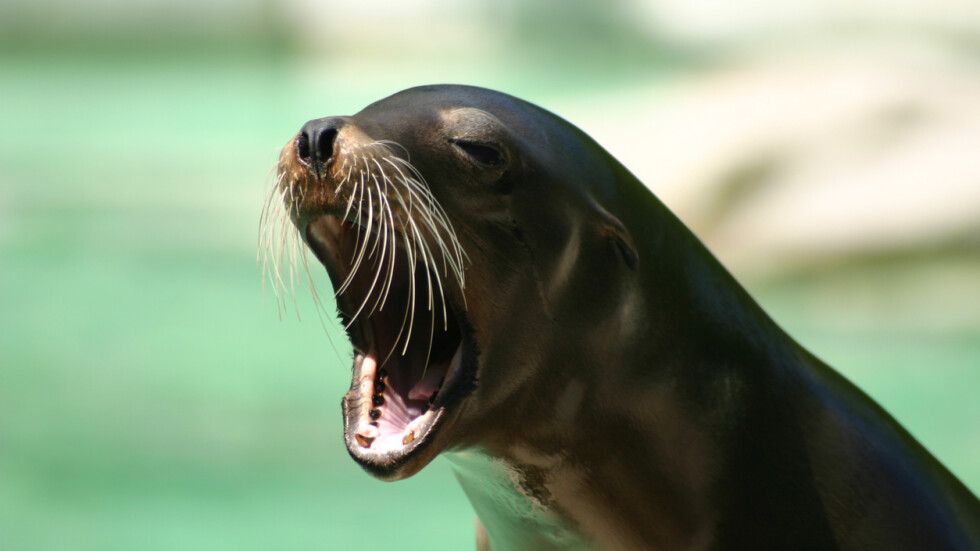 Законова поправка за двойка тюлени: Ще участват ли в представления като делфините?