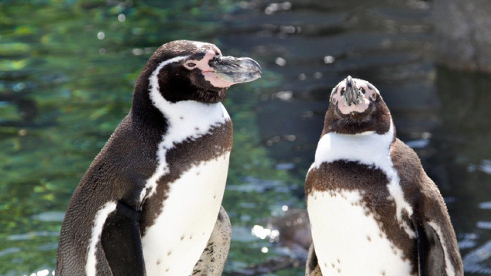Двойка гей пингвини осинови изоставено яйце в зоопарка в Берлин