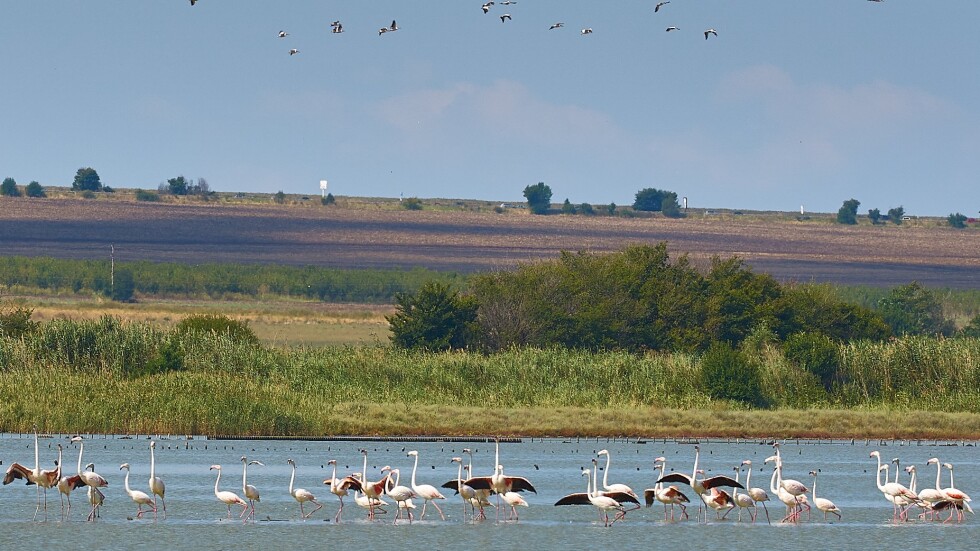 Птиците вече са тръгнали на юг, сочи наблюдение в Атанасовско езеро