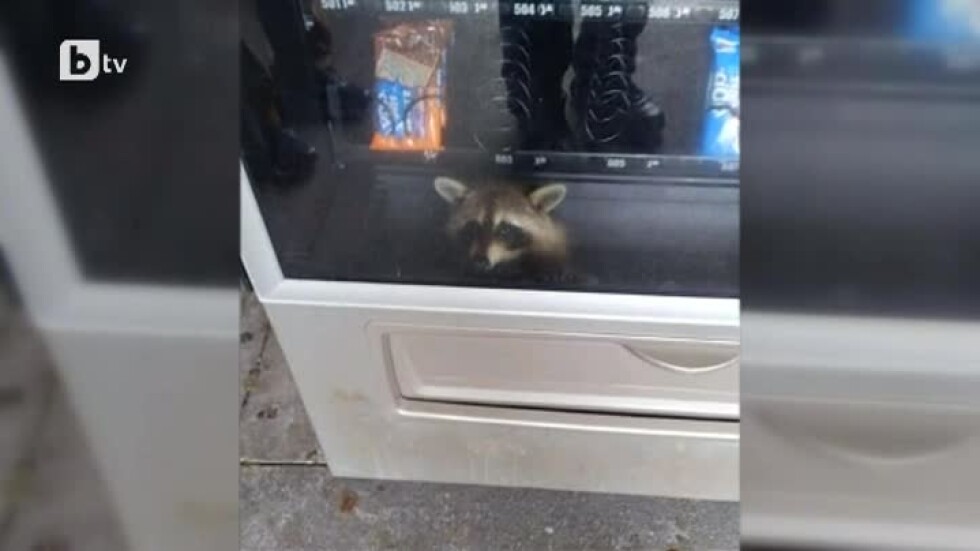 Любопитен енот се заклещи в автомат за закуски (ВИДЕО)
