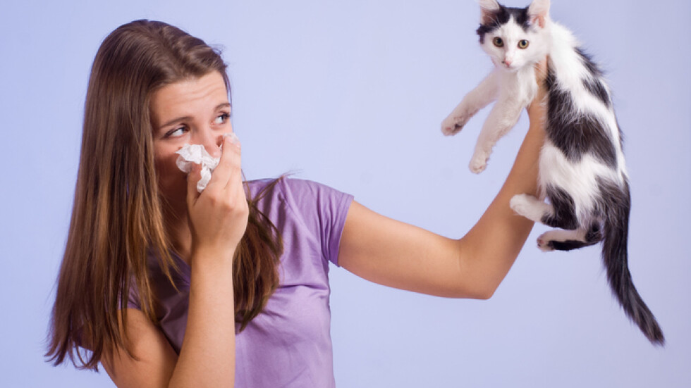 Алергични сте към котки – вече има ваксина и се бие на котката