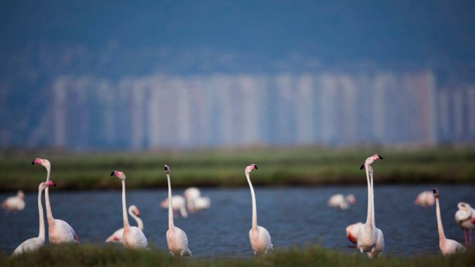 Колонията от розово фламинго в Атанасовското езеро – на курорт у нас