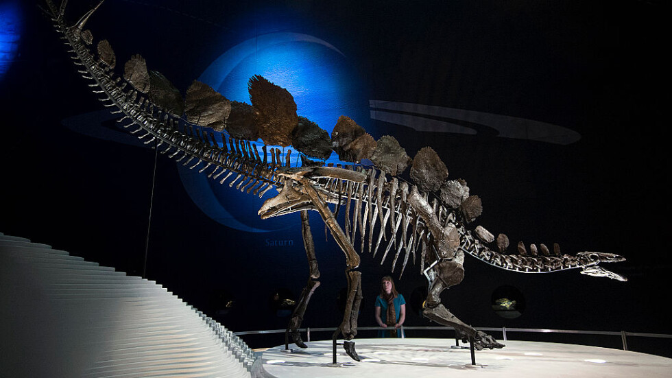Откриха останки на най-стария стегозавър в света