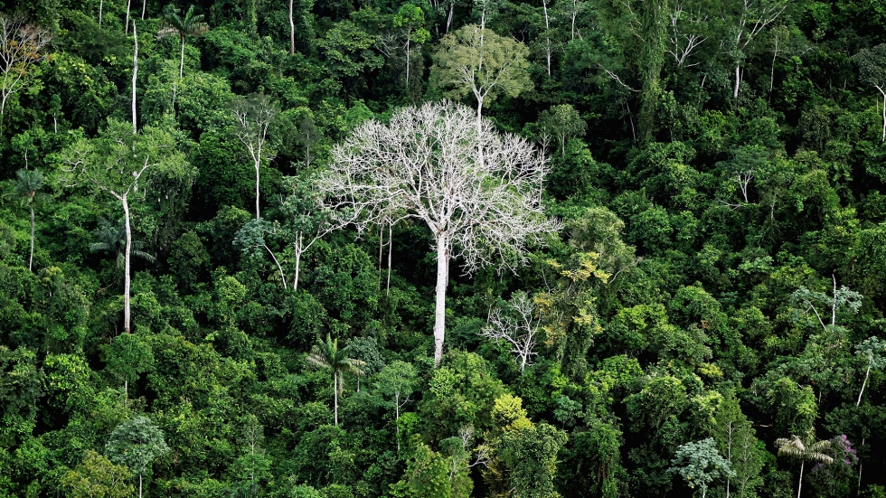 10 факта за Амазония - белите дробове на планетата