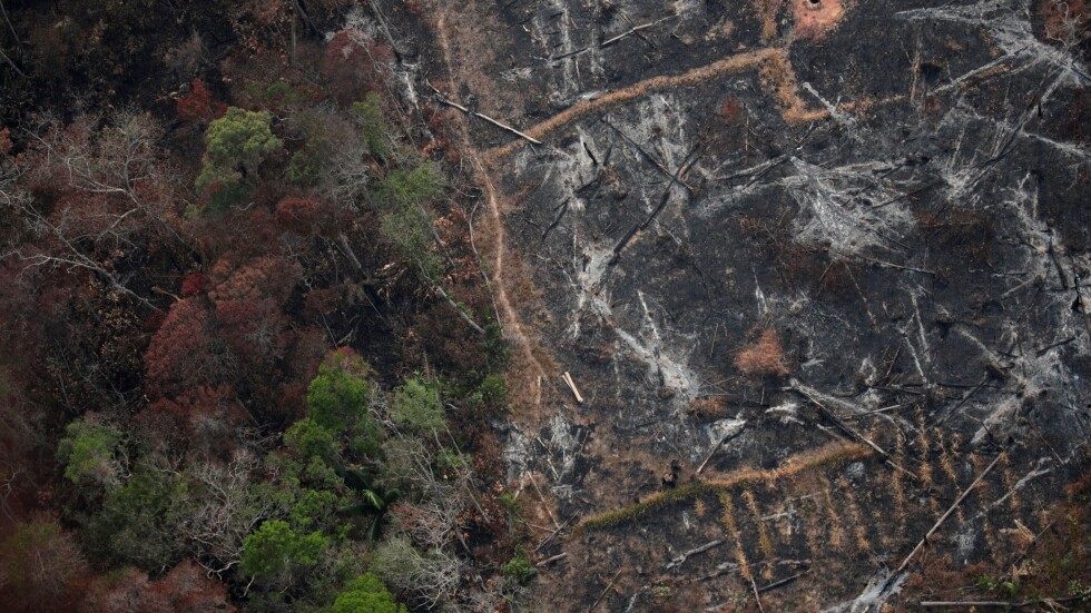 Пожарите в Амазония: 8 начина да спасим дъждовната гора