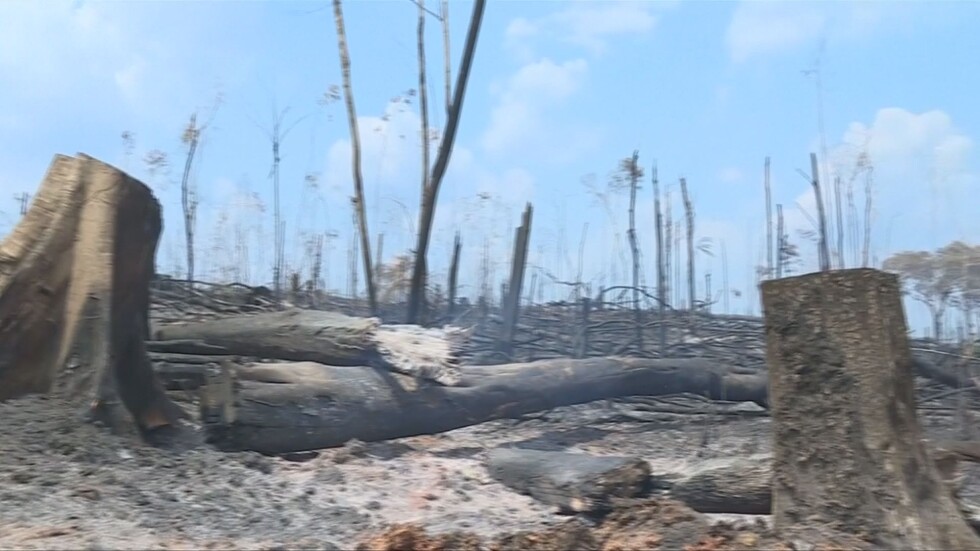 Световно бедствие: До какви промени ще доведат пожарите в Амазония?