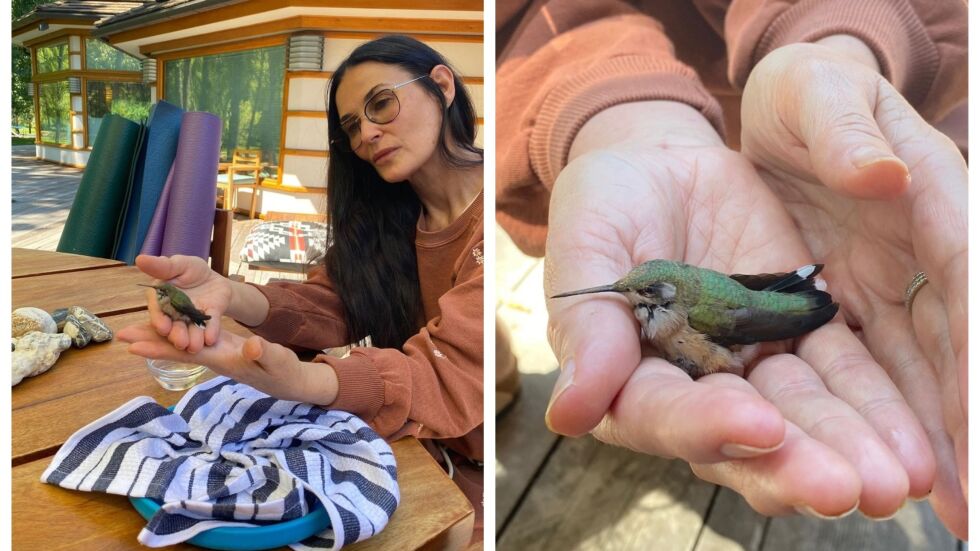 Деми Мур и дъщеря й Талула спасиха колибри и го пуснаха на свобода