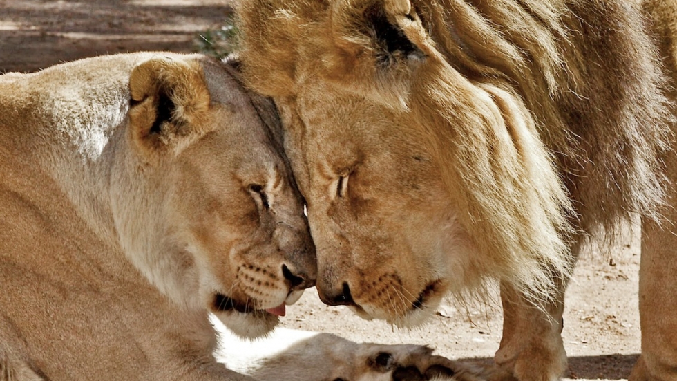 Хуберт и Калиса – лъвовете, които умряха заедно, за да не живеят един без друг (СНИМКИ)