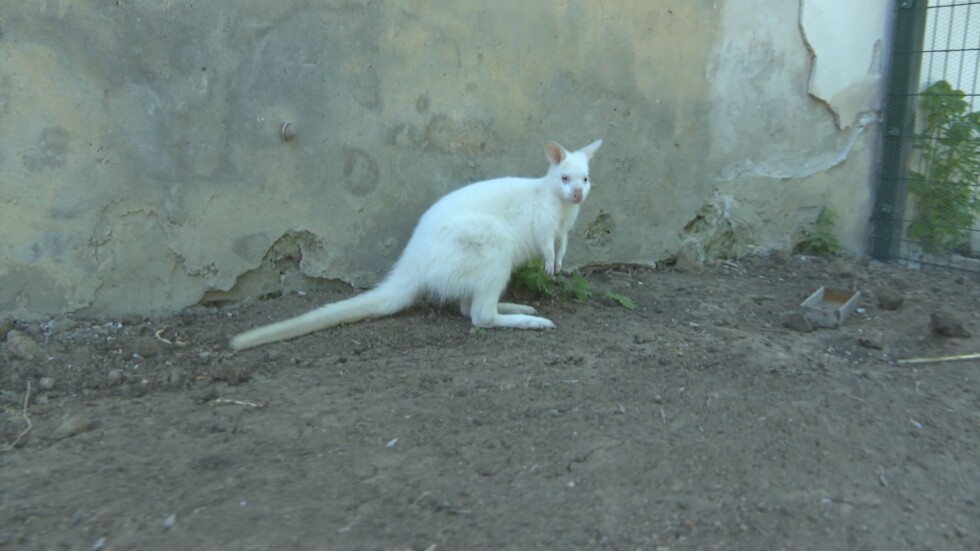 Кенгуру-албинос радва посетителите в павликенския зоокът 