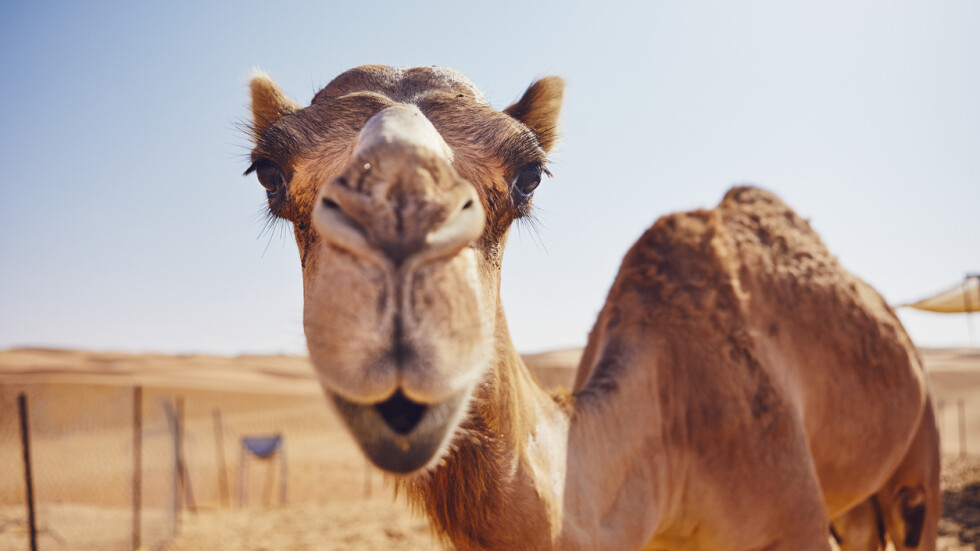 Стадо камили тероризират жителите на 3 села в Южна Русия