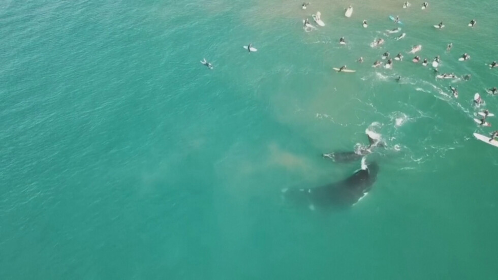Майка кит и нейното малко плуваха сред сърфисти в Австралия