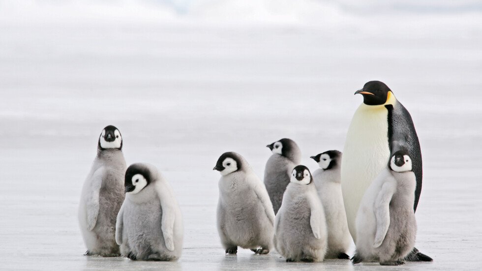 Антарктида: Защо умират бебета на императорските пингвини? (ВИДЕО)