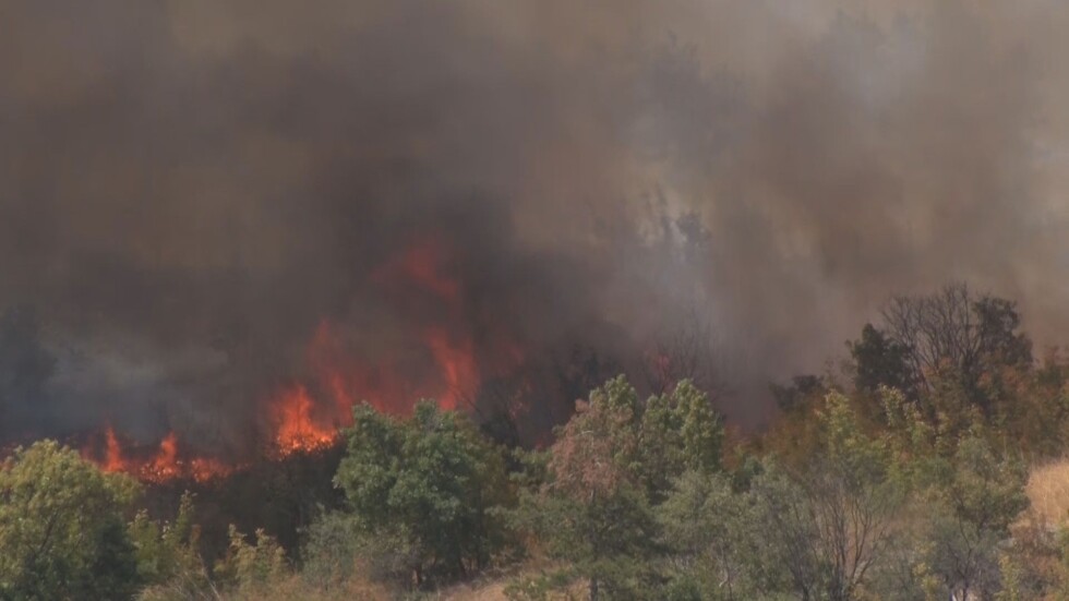 Голям пожар гори в борова гора край Харманли