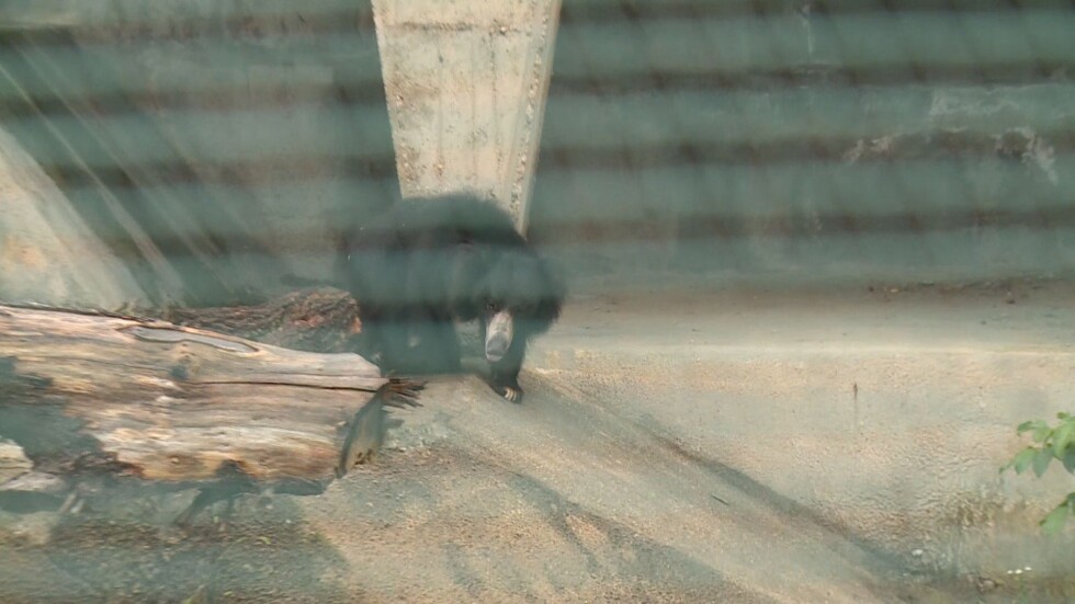 Мечка в столичния зоопарк пострада след подхвърлена храна от посетители