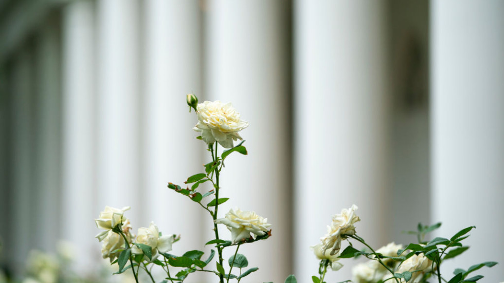 Мелания Тръмп представи новия облик на Розовата градина в Белия дом