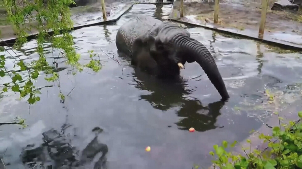 Зоопарк във Варшава дава канабис на слоновете срещу стрес
