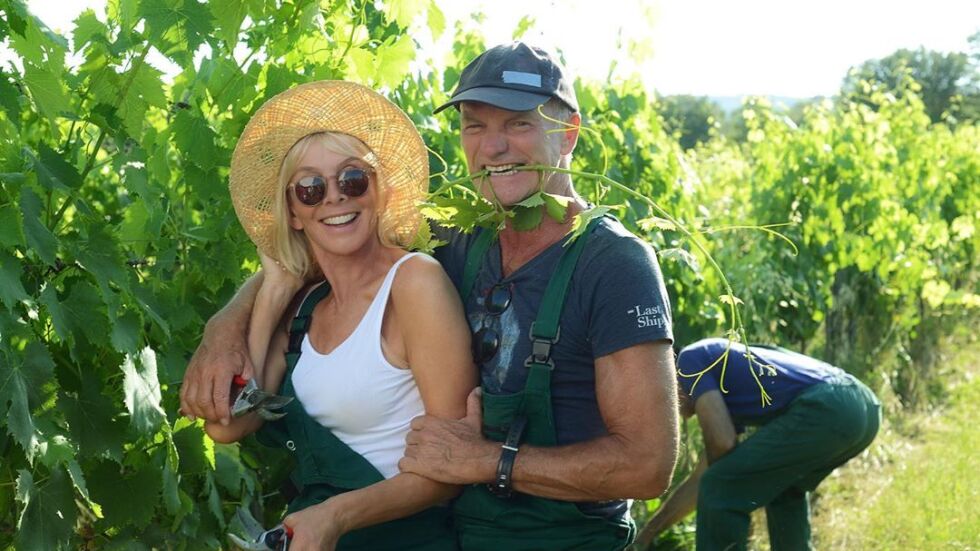 Стинг и съпругата му Труди Стайлър събират реколтата за новото си пенливо вино