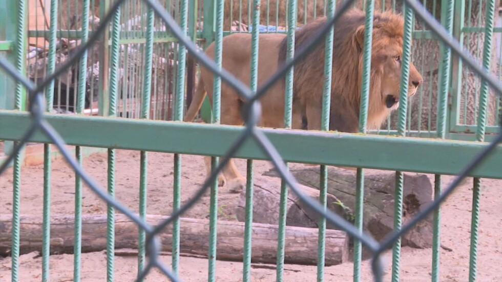 Куцащ лъв в Разградския зоокът: Какво е здравословното състояние на хищникa?