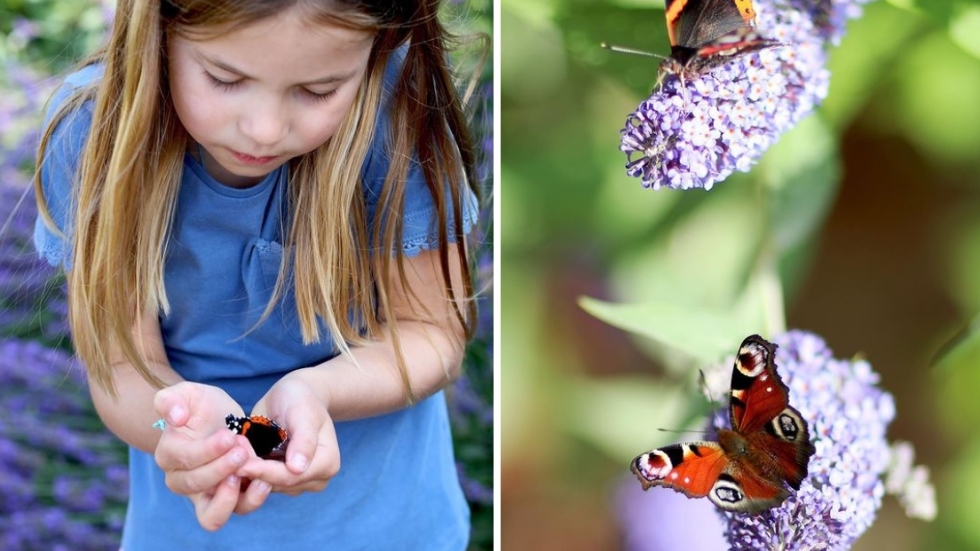 Кейт, Уилям и принцеса Шарлот подкрепиха преброяването на пеперудите във Великобритания
